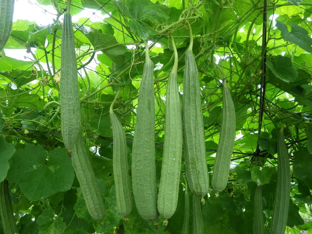 Thêm một cách chống lão hóa da bằng thiên nhiên, hiệu quả đến bất ngờ 4 it-ai-biet-rang-nhua-muop-chinh-la-than-duoc-chong-lao-hoa-don-gian-ma-hieu-qua-2
