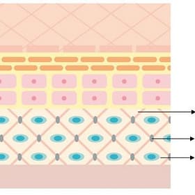 Collagen và thành phẩn của da Collagen và thành phẩn của da