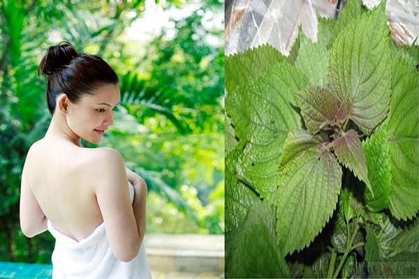 Cách điều trị nám da hiệu quả từ lá tía tô,7 ngày nám mờ hẳn, bạn đã thử chưa? 4 la-tia-to-giup-dieu-tri-nam-sau-sinh-tan-nhang-mun-thit-hieu-qua-2